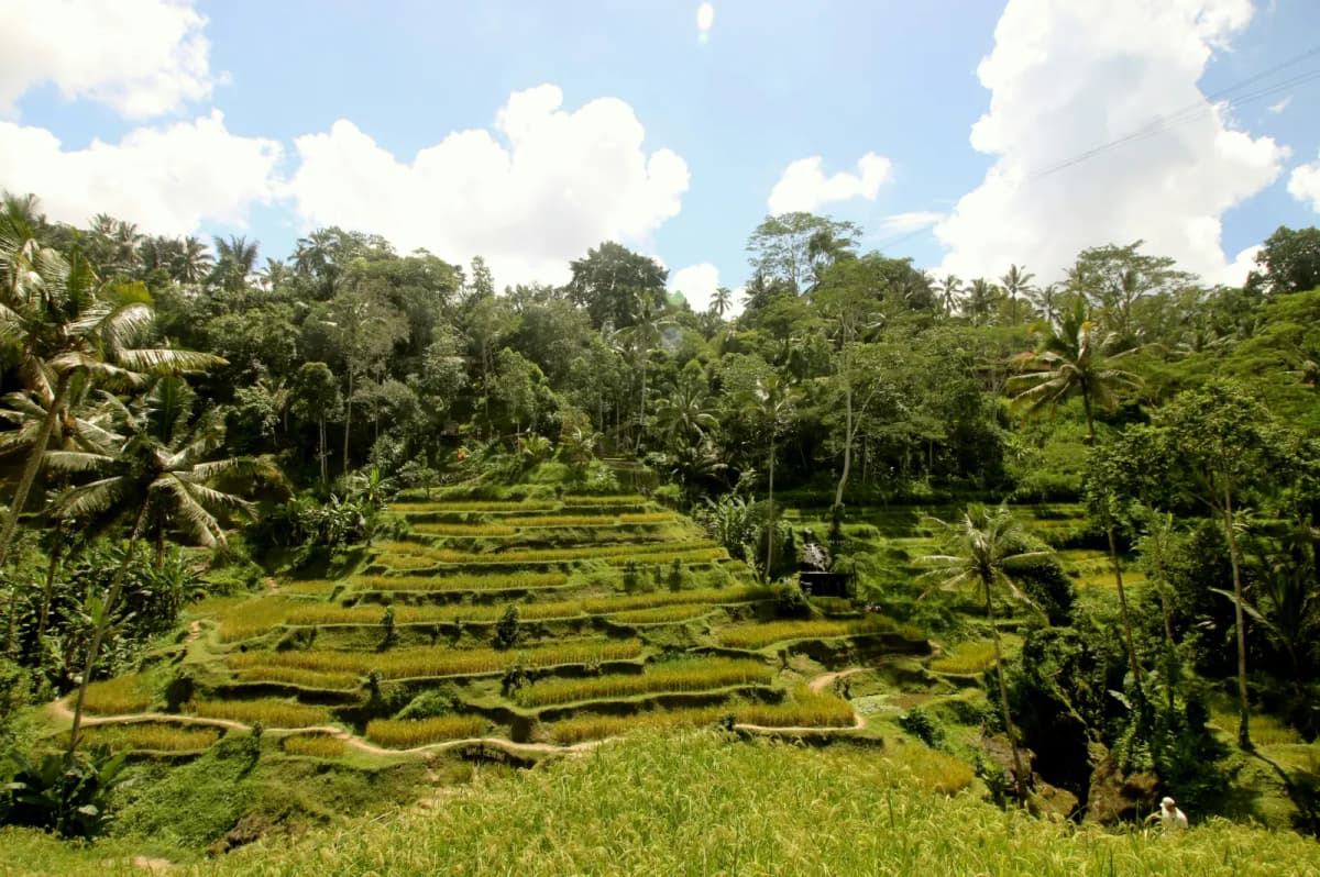Green Tegallalang rice terraces near Ubud in Bali framed by tall palm trees