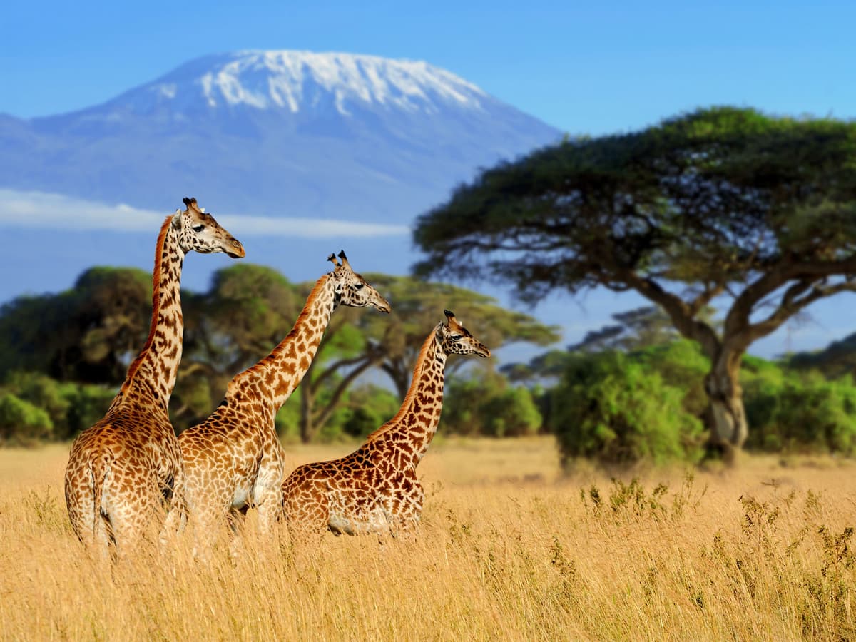 Kenya tours