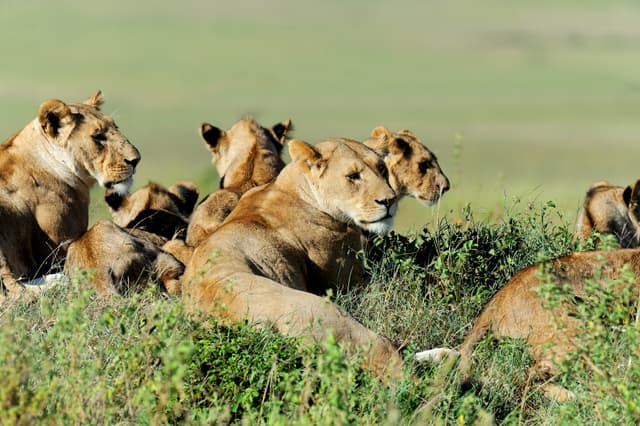 Nairobi, Maasai Mara, Lake Naivasha Tour