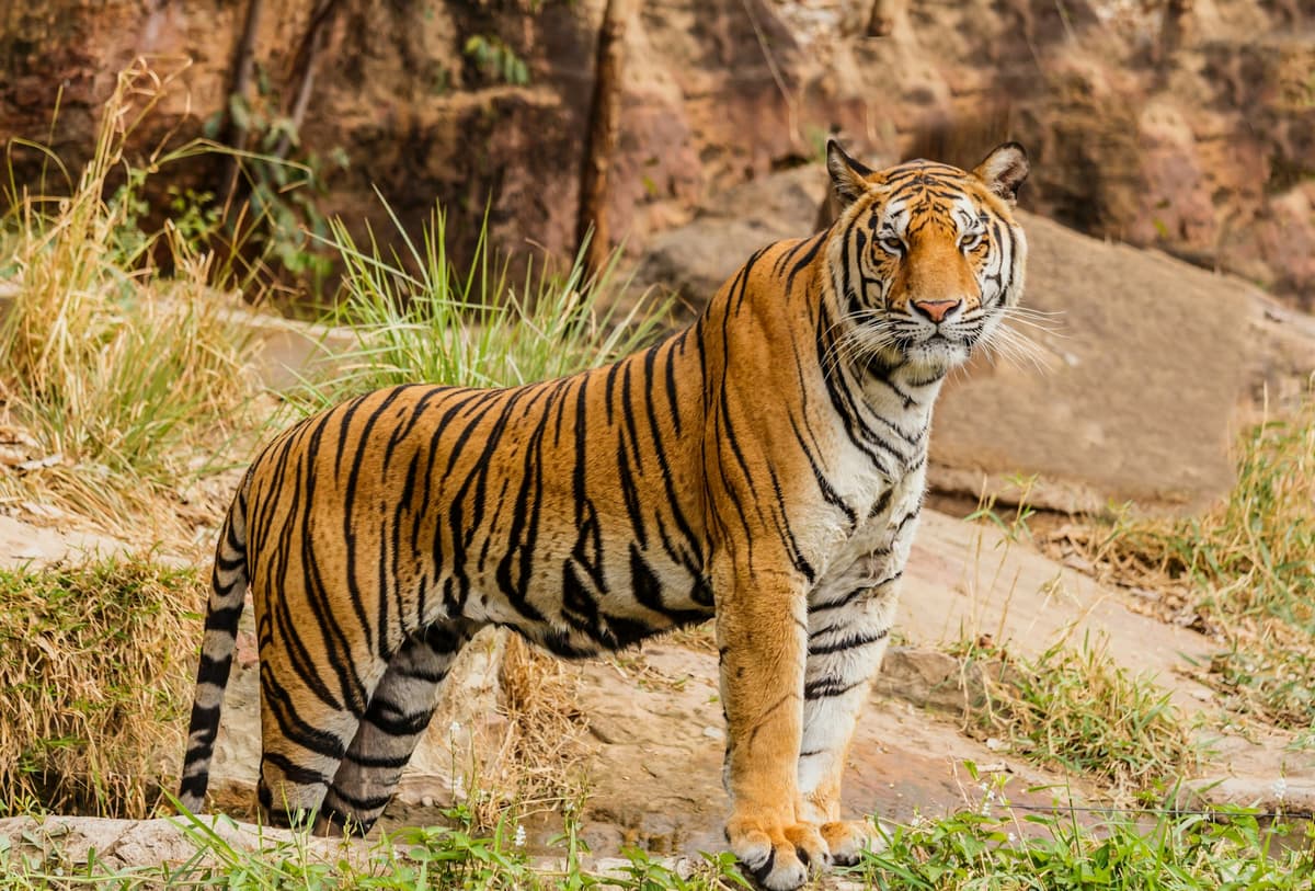 Royal Bengal tiger on a Bardiya jungle safari, Bardiya National Park