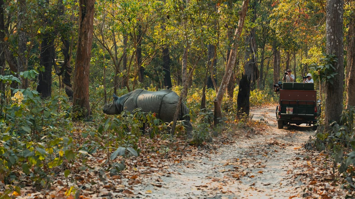 Chitwan Jungle Safari — one-horned rhino and a safari jeep in Chitwan National Park