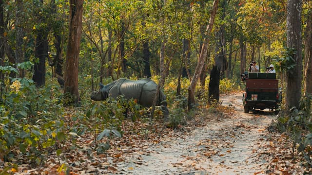 Chitwan Jungle Safari Tour