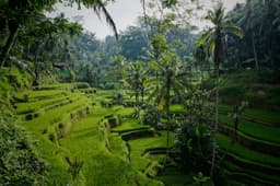 Bali Holiday Package