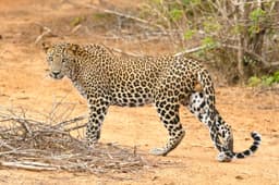 Sri Lanka Highlights Tour