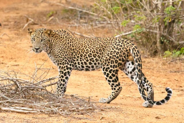 Sri Lanka Highlights Tour