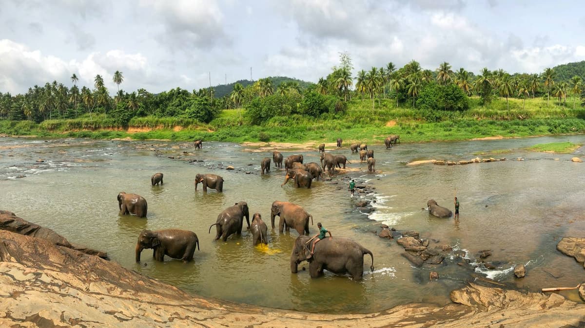 Sigiriya, Kandy, Udawalawe & Bentota Tour  — photo 1