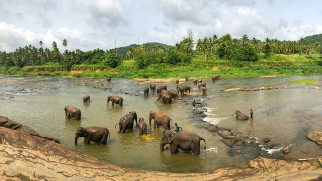 Sigiriya, Kandy, Udawalawe & Bentota Tour