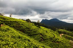 Sri Lanka Tour