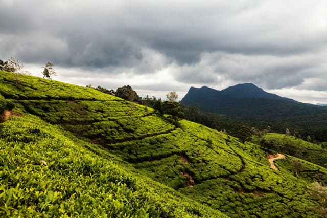 Sri Lanka Tea Hills & Beach Tour