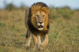 Nairobi, Maasai Mara, Lake Nakuru