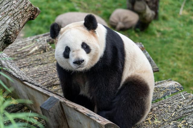 Chengdu & the Giant Pandas Tour