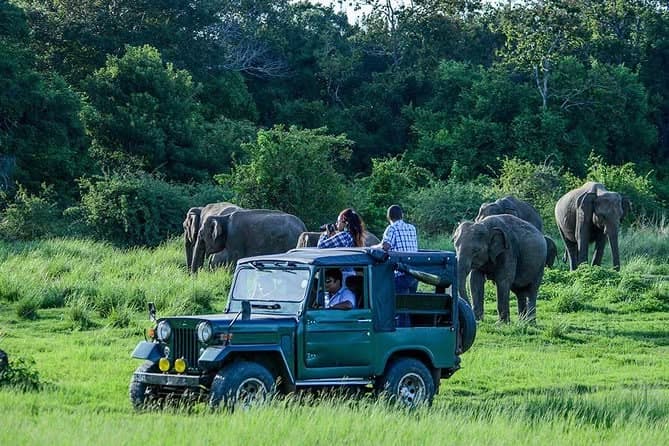 Sigiriya, Kandy, Udawalawe & Bentota Tour 