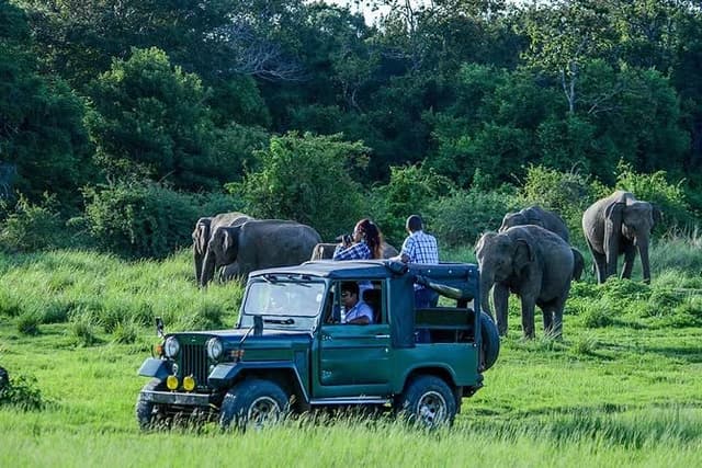 Sigiriya, Kandy, Udawalawe & Bentota Tour