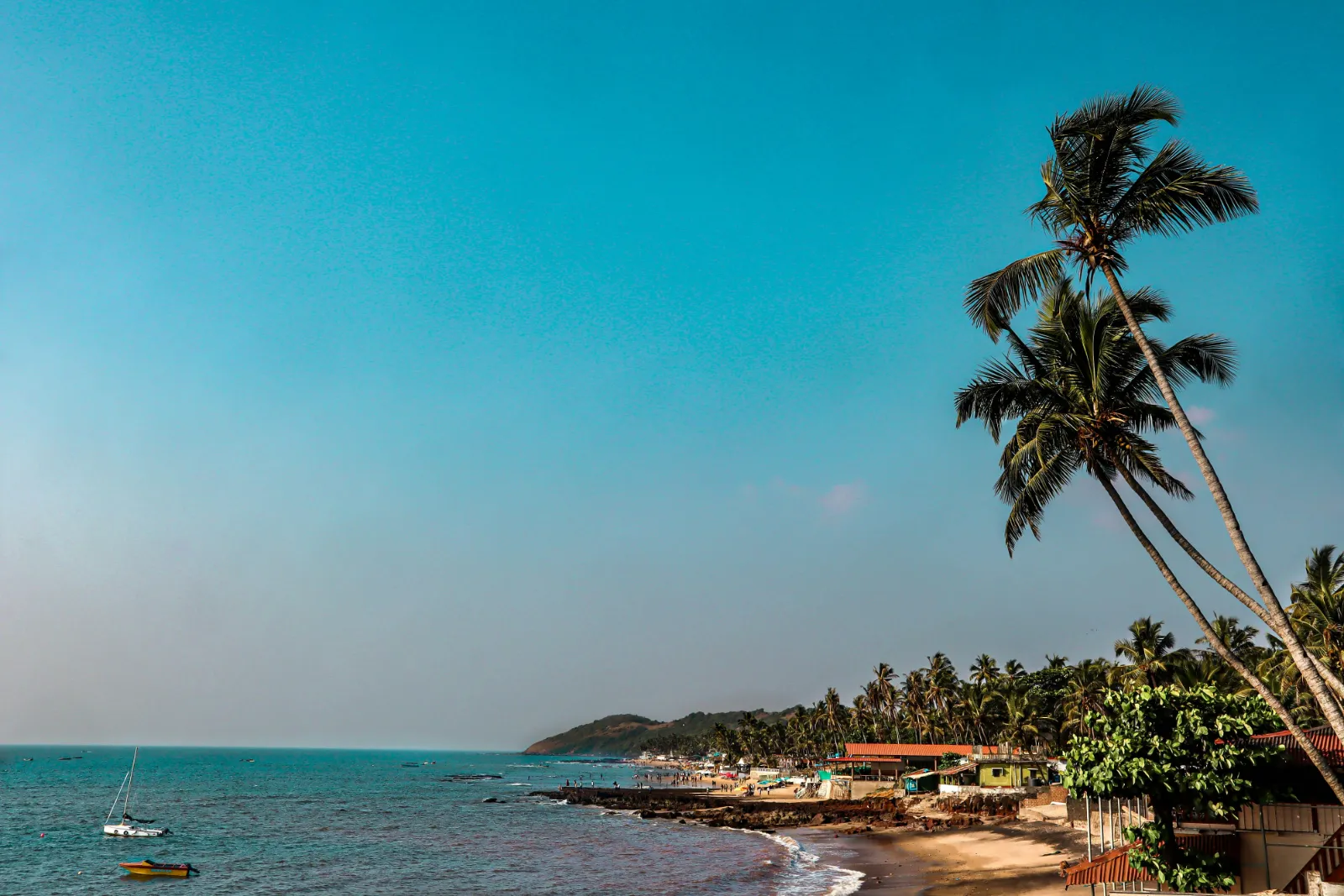 Palm trees leaning over the rocky shoreline at Anjuna Beach in North Goa