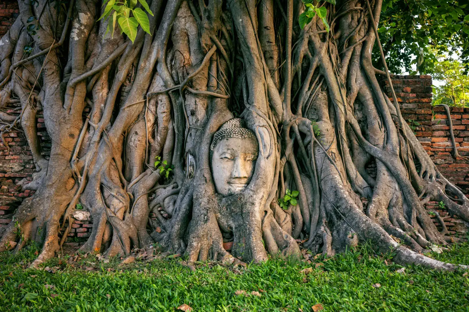 Stone Buddha head held in fig tree roots at Wat Mahathat in Ayutthaya Historical Park