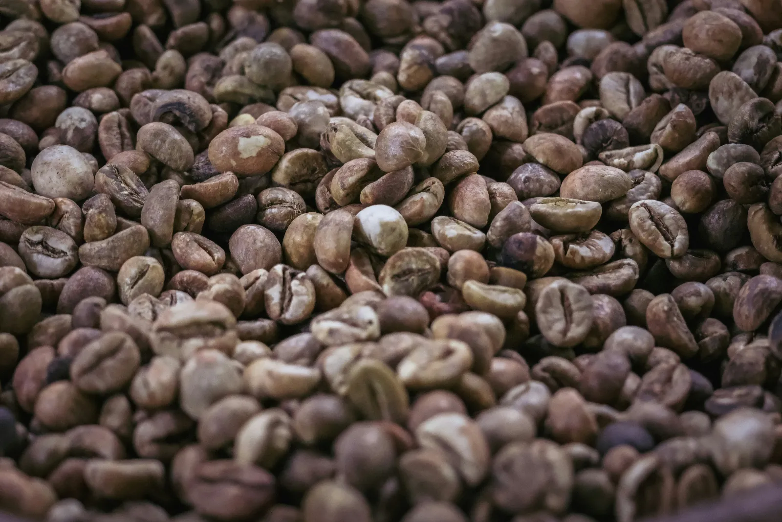 Close up of raw green coffee beans grown and processed in Bali, Indonesia