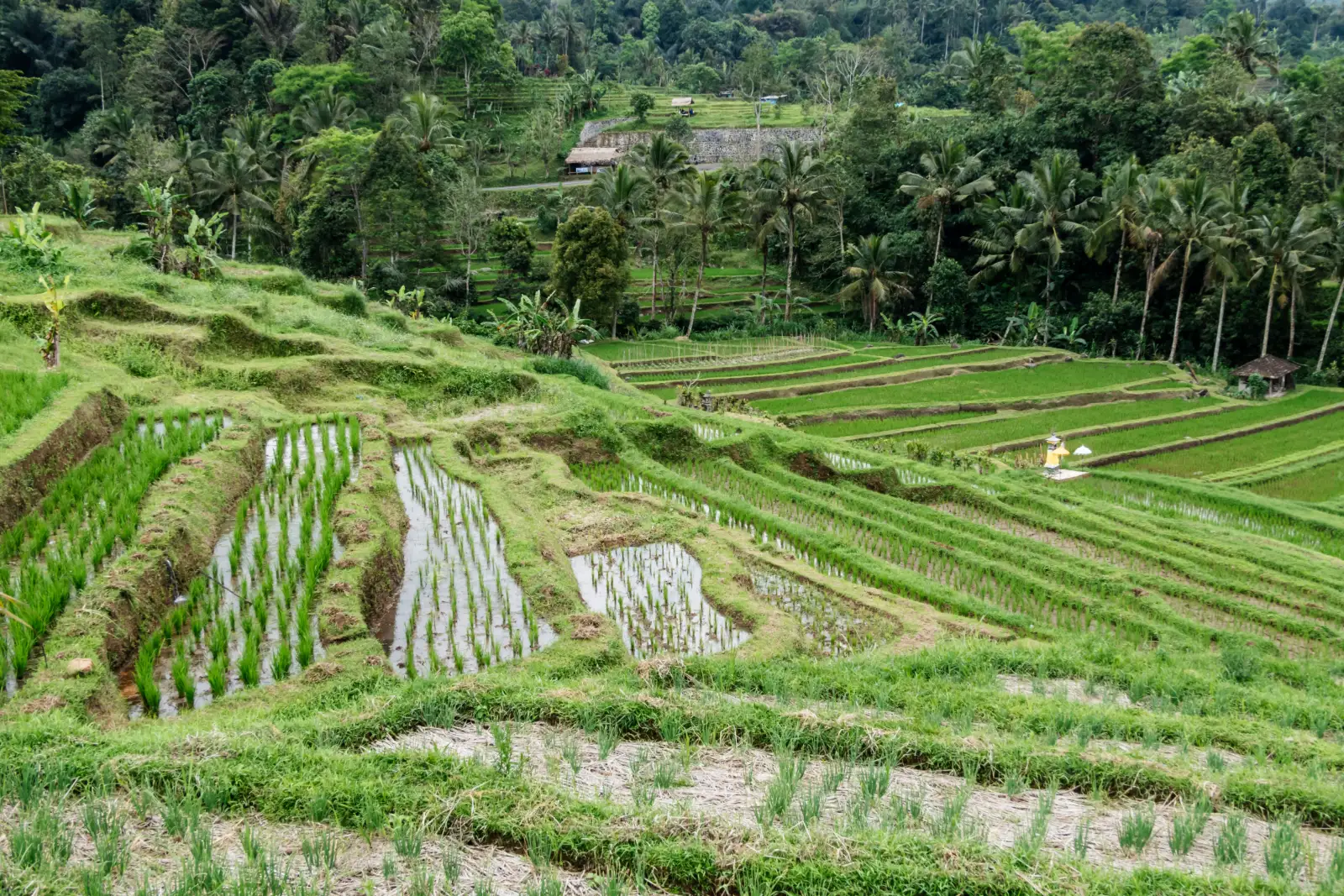 Green stepped rice terraces in Bali, part of the island's famous subak farming landscape