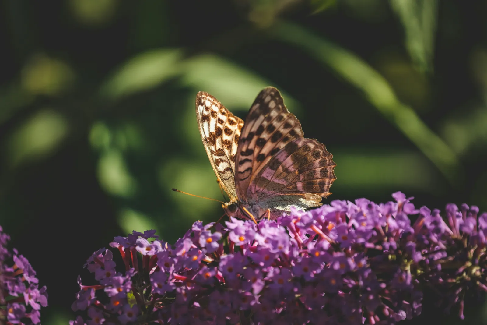 Orange butterfly feeding on purple flowers, the kind of close view a butterfly dome offers