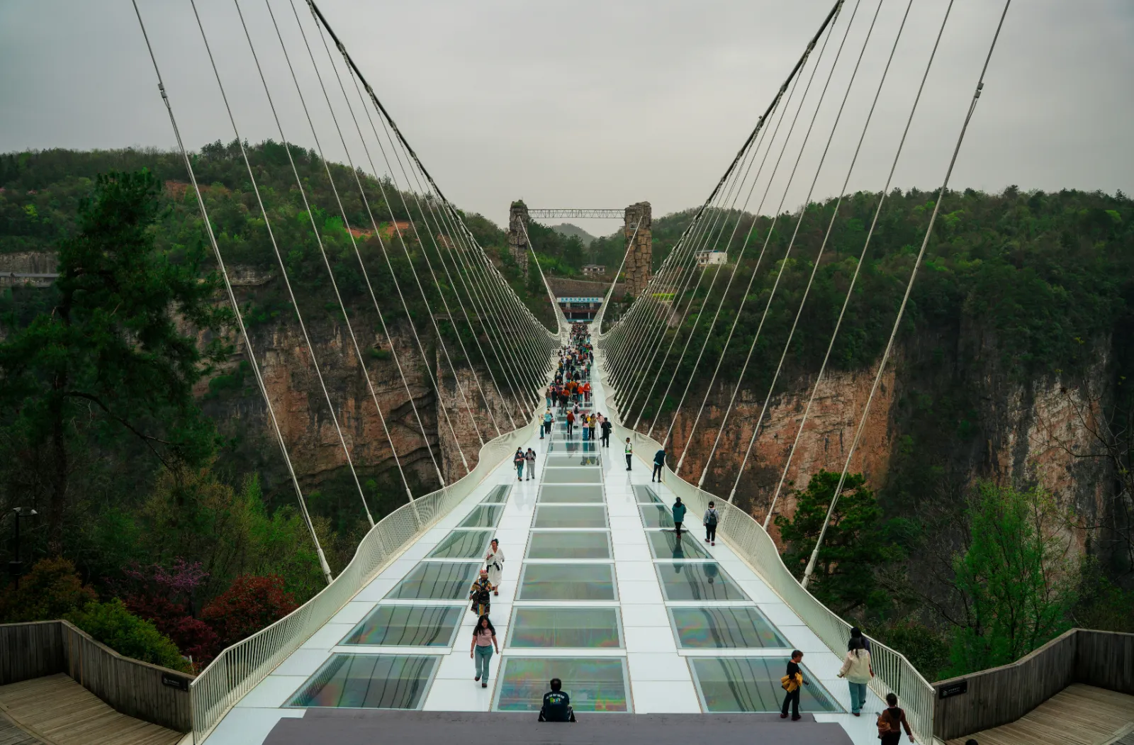 Visitors walking across a glass floored suspension bridge above a forested gorge in Zhangjiajie