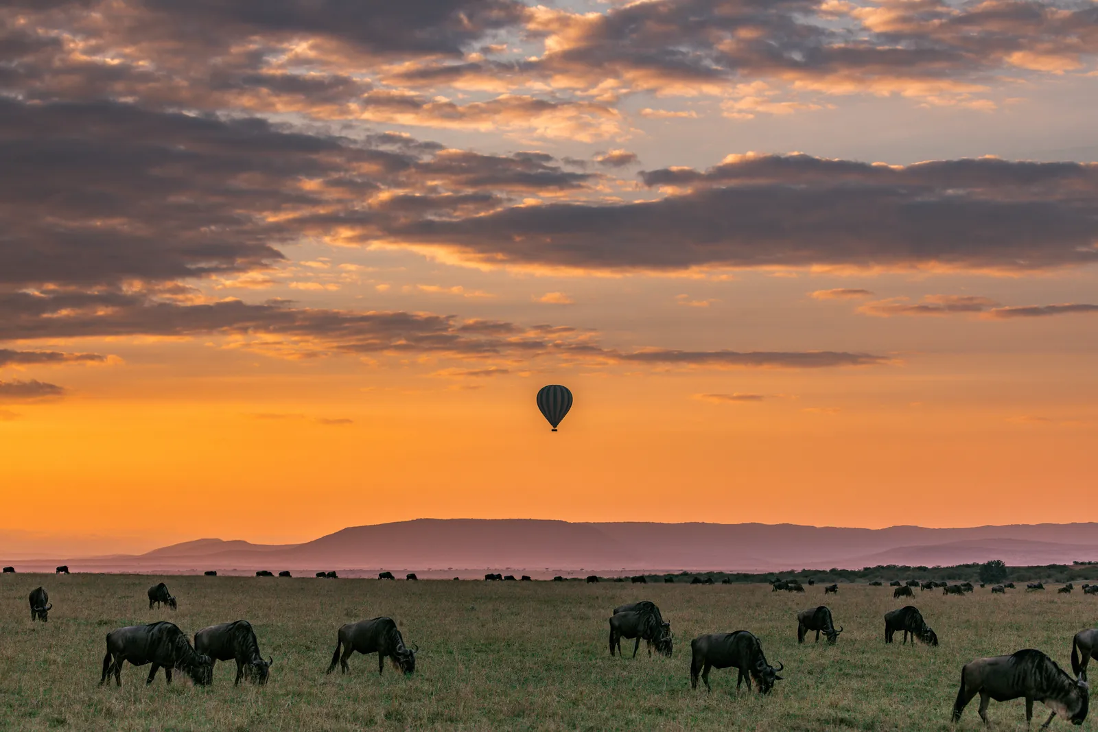Hot air balloon drifting over Kenyan savannah at sunrise with wildebeest grazing below