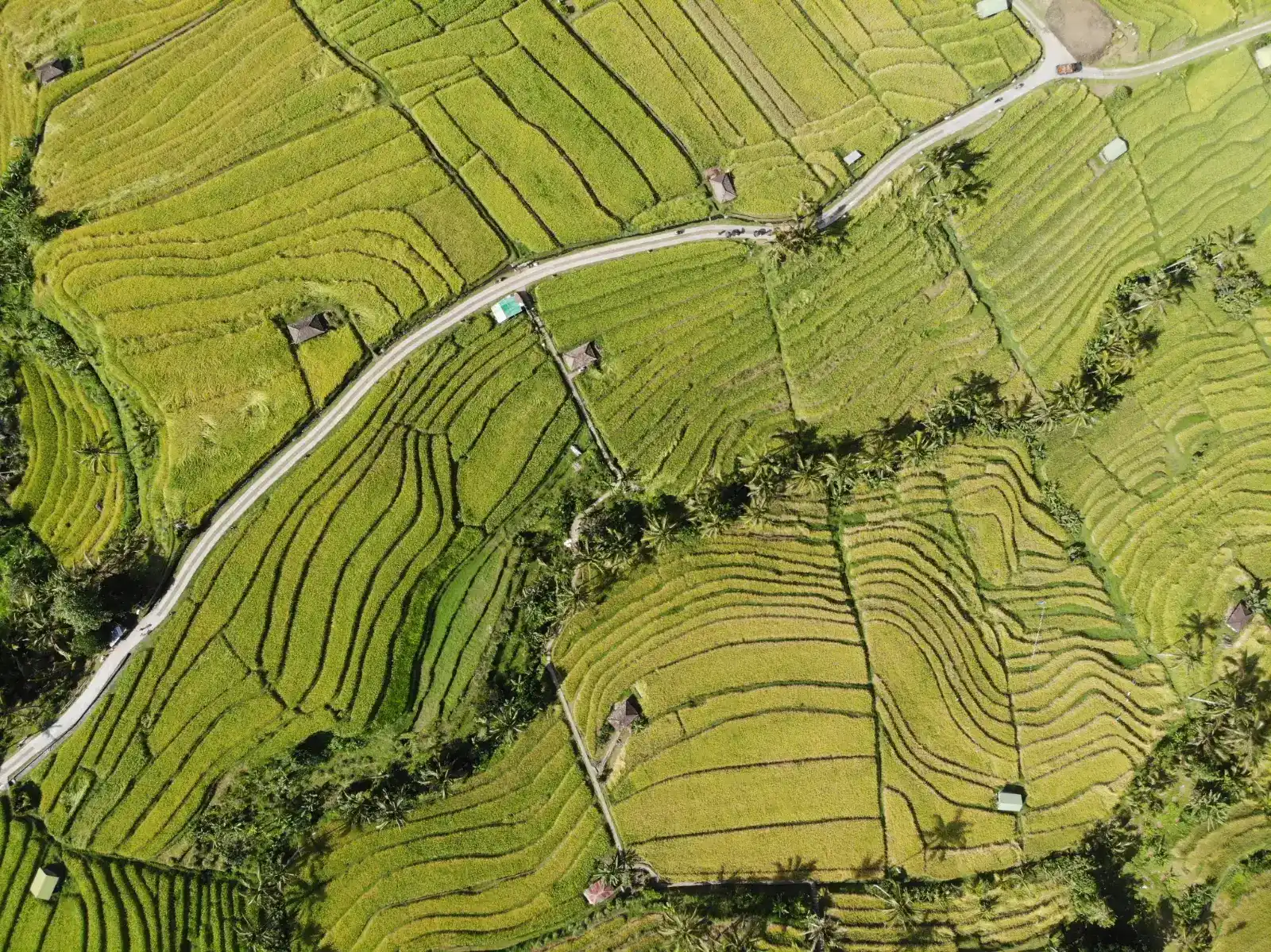 Aerial view of the curving Jatiluwih rice terraces in the Tabanan highlands of Bali