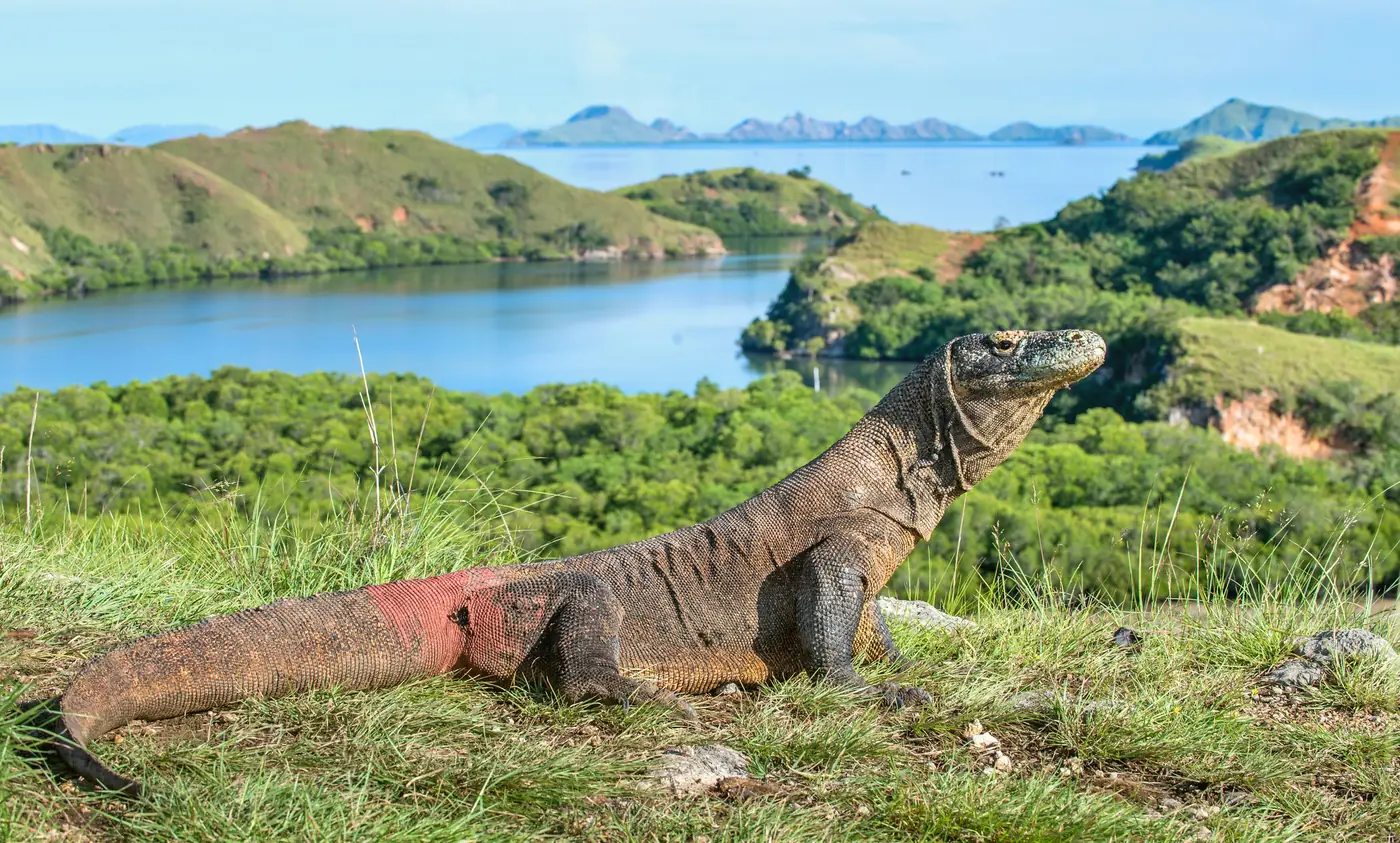 Komodo dragon resting on a grassy hillside above a calm bay in its natural island habitat