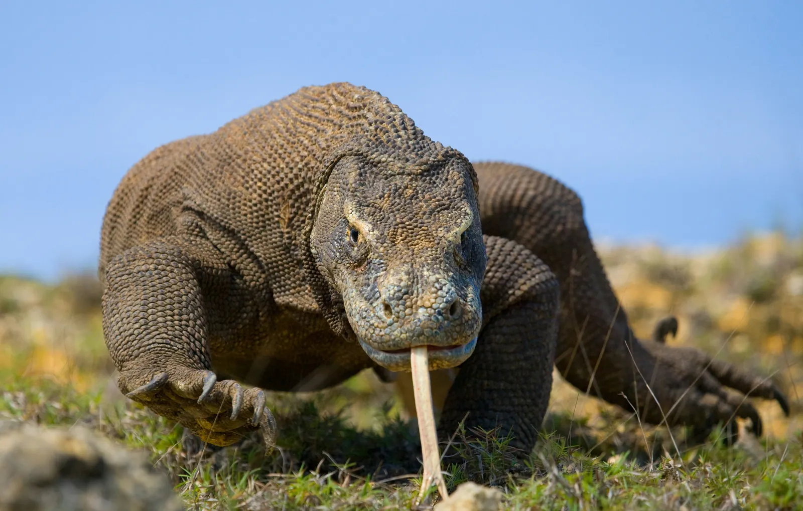 Adult Komodo dragon walking on dry grassland with its forked tongue out in Komodo National Park