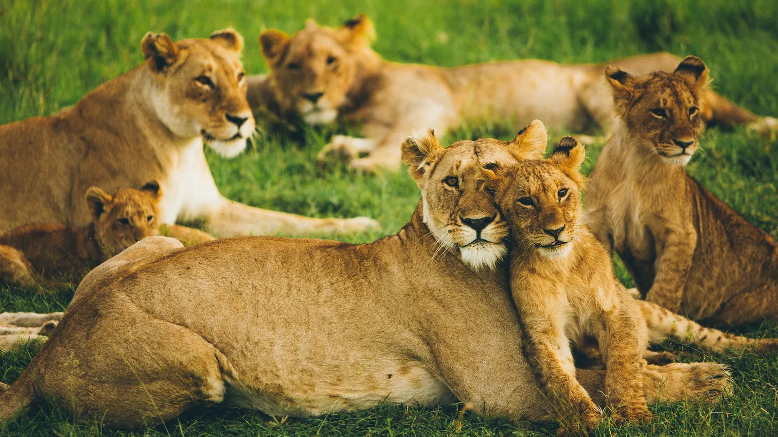 12 Best Things to Do in Kenya: Safari, Beaches, Hikes