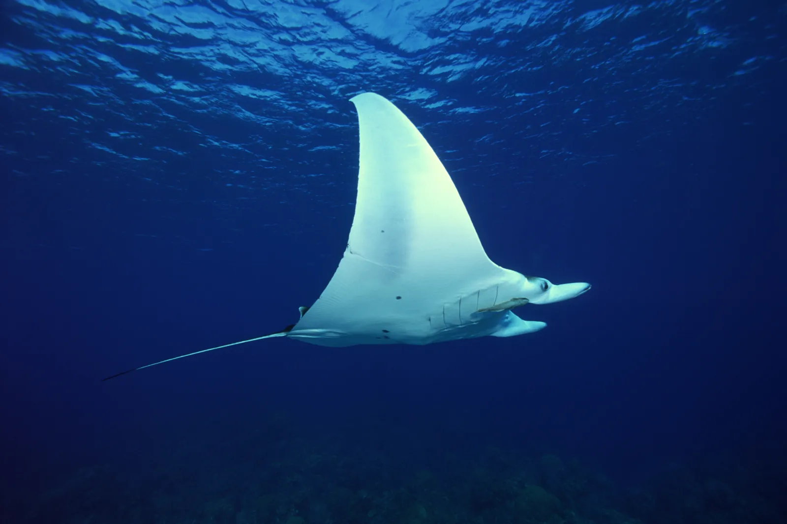 Manta ray gliding through deep blue open water, the sight snorkellers hope for at Manta Point
