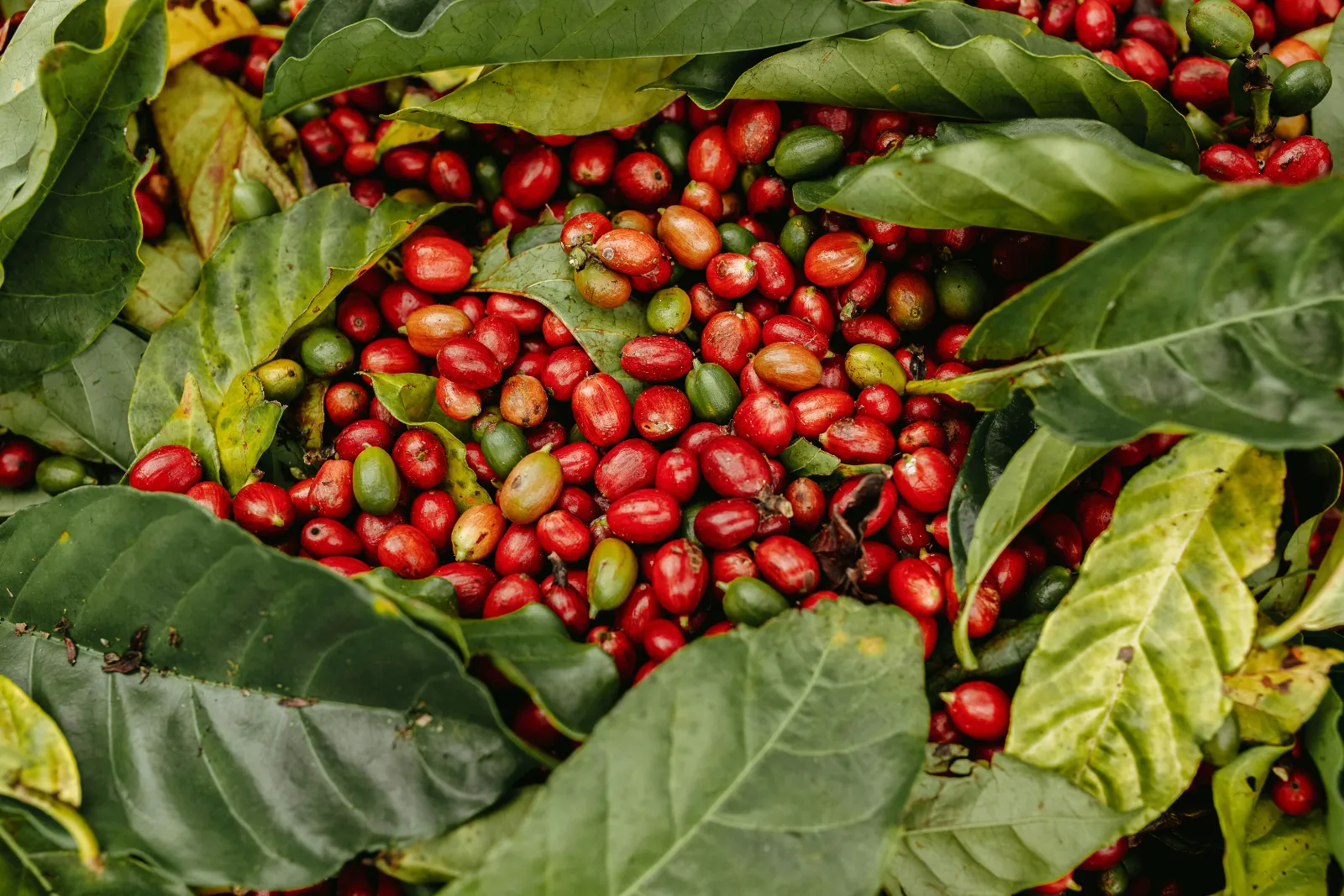 Ripe red coffee cherries growing in clusters among green leaves on a coffee plant