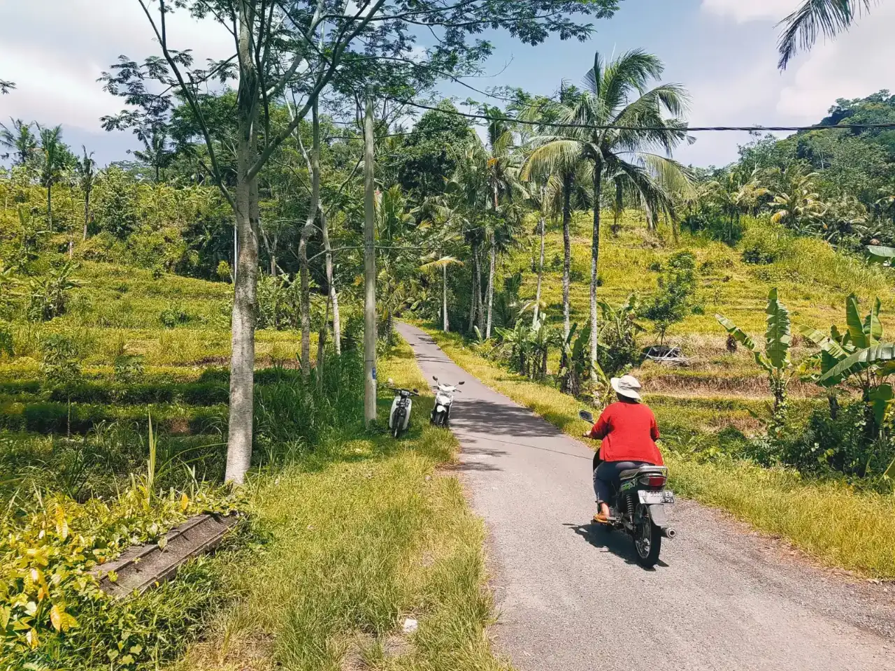 Scooter rider on a narrow road between palm trees and rice fields in Sidemen, Bali