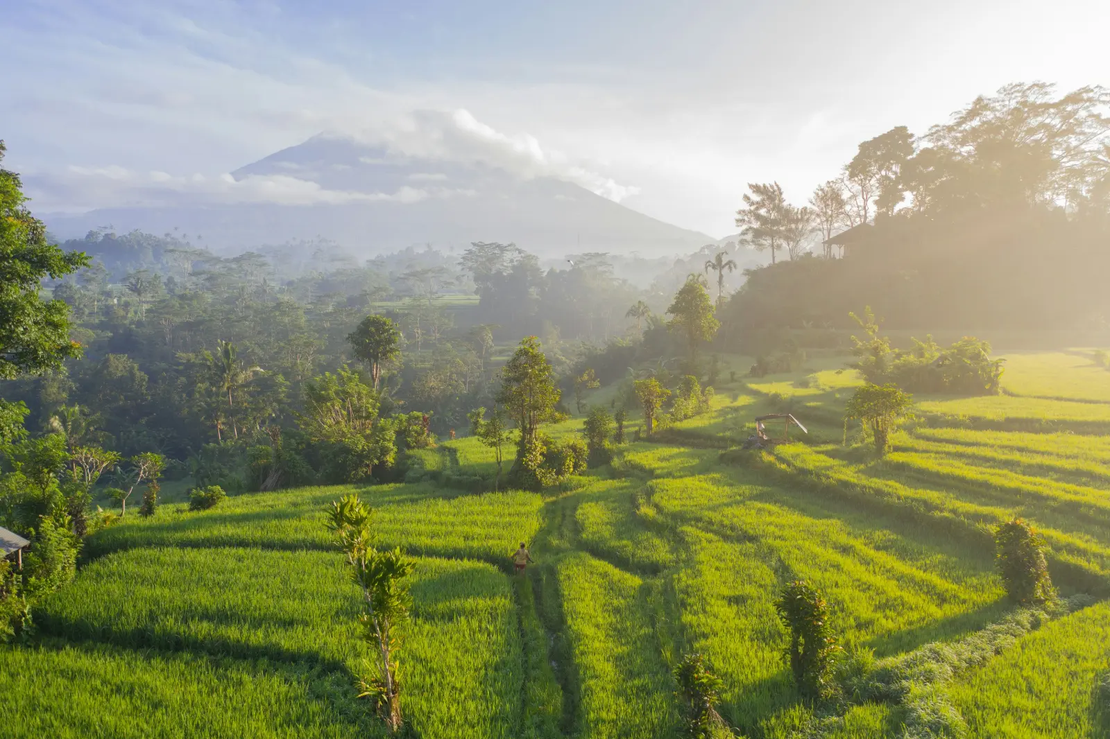 Person walking through bright green rice terraces below a misty Mount Agung at dawn in Sidemen