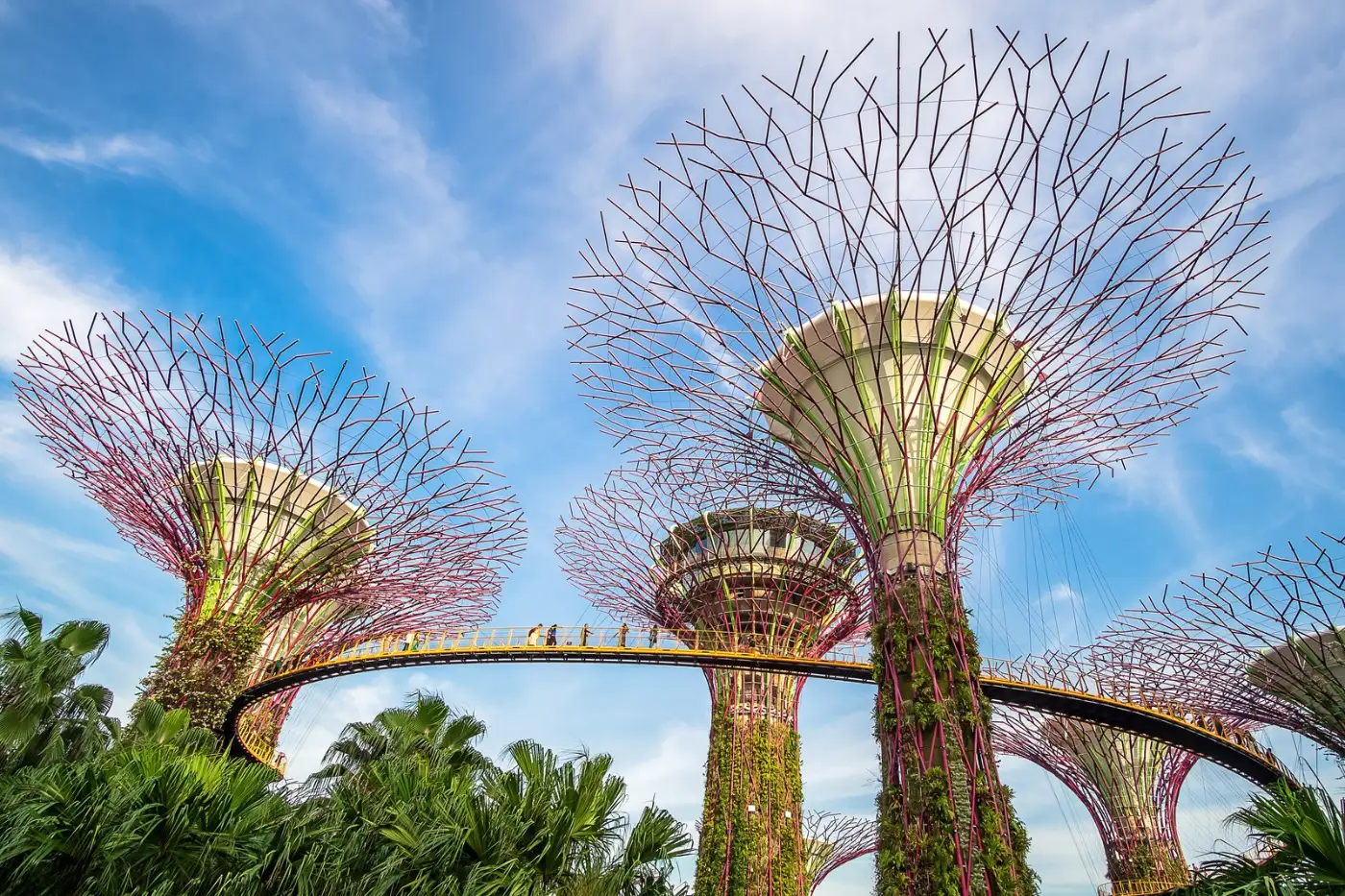 Supertree Grove and its OCBC Skyway walkway against a blue sky at Gardens by the Bay