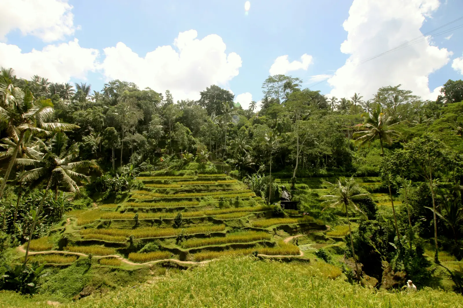 Green Tegallalang rice terraces near Ubud in Bali framed by tall palm trees