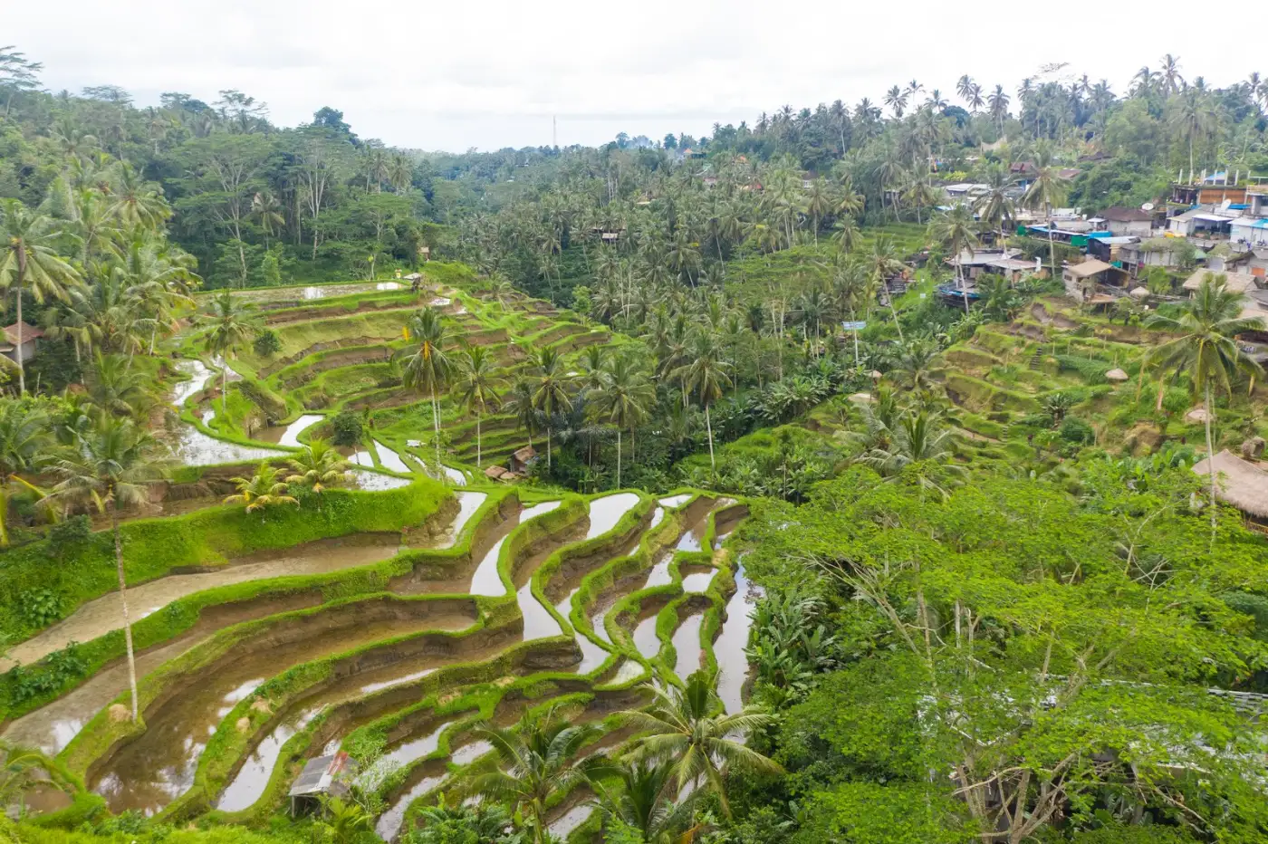 Terraced rice fields and palm trees in the green hills near Ubud in central Bali