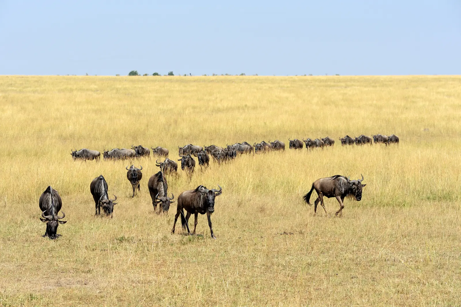 Long line of wildebeest walking across open golden grassland in a Kenyan national park