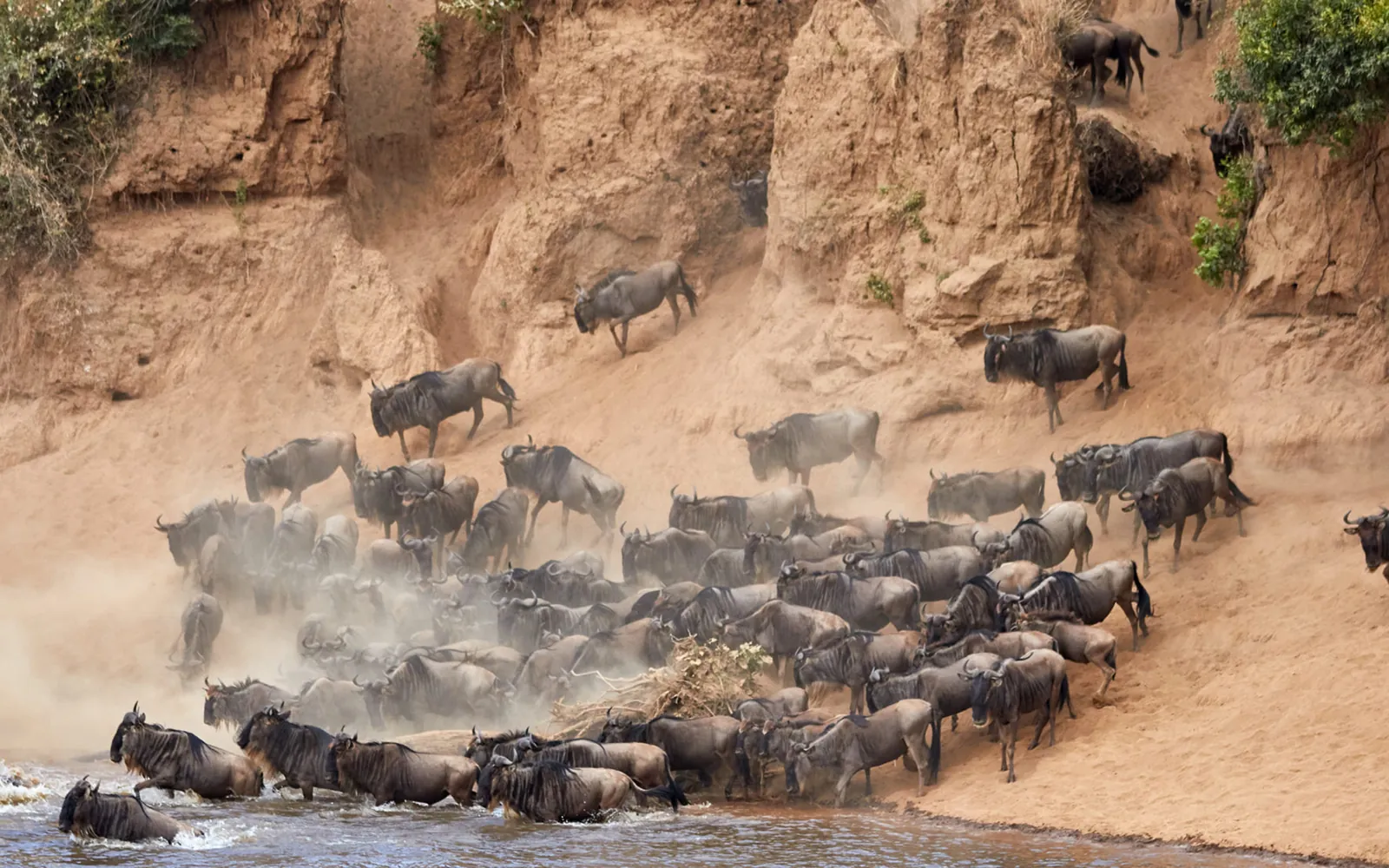 Dense herd of wildebeest scrambling down a dusty riverbank during a migration crossing