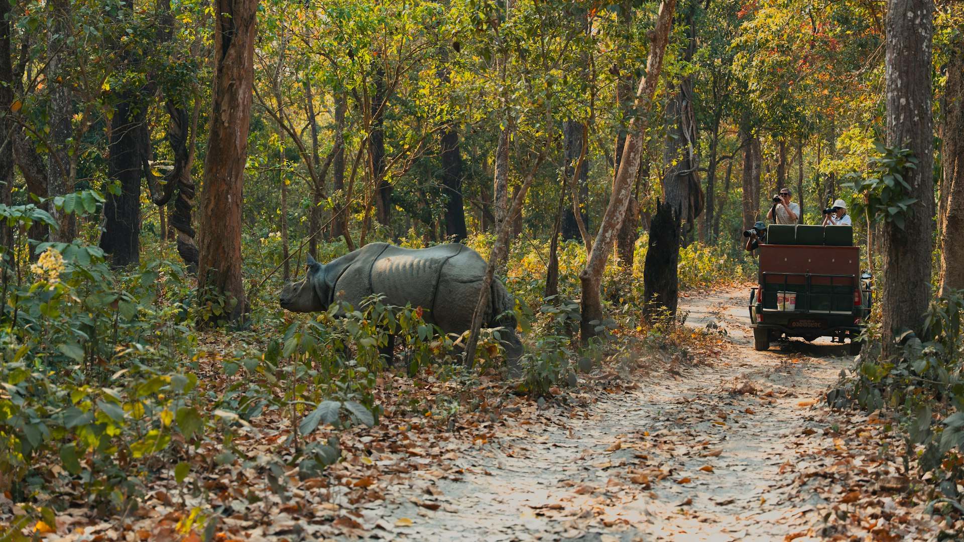 Chitwan National Park Safari Guide: Sauraha, Seasons & Tips